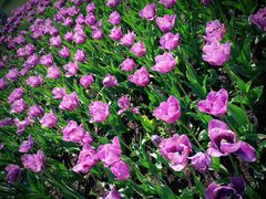 -上海鲜花港