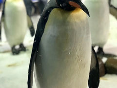 -凯莉-塔尔敦海洋生物水族馆
