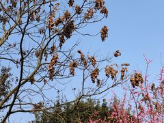 -龙头寺公园