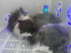 -爱洗澡的猫(望京店)