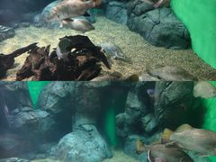 -上海海洋水族馆