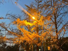 -三里屯东五街银杏大道