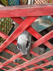 -萌宠亲子动物乐园(槐房万达店)