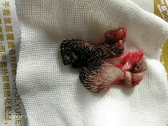 -瑞派福兴宠物医院犬猫全科·骨科·中西医结合(河东店)