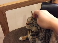 -猫的天空之城概念书店(杭州南宋御街店)