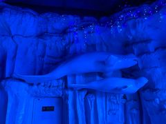 -芜湖新华联大白鲸海洋公园