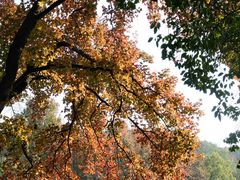 -岳麓山风景名胜区