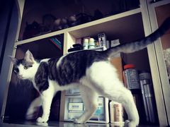 -瑞派福兴宠物医院犬猫全科·骨科·中西医结合(河东店)