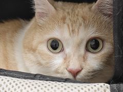 -瑞派康怡24h宠物医院·犬猫医疗中心·微创绝育(瑞景分院)