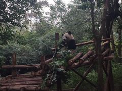 -成都大熊猫繁育研究基地