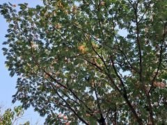 -燕塞湖鸟语林景区