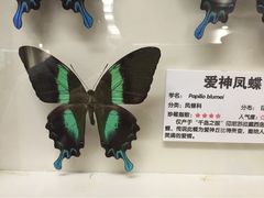 -上海大自然野生昆虫馆