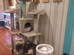 -猫小院猫主题咖啡厅(北锣店)