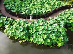 -陈家山荷花公园