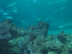-海棠湾洲际-涛·海底餐厅·美人鱼·自助餐·海底隧道