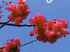 -顾村公园