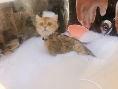 -1013 PET SHOP精品宠物商店(丁香店)
