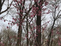 -桃花堤公园