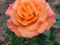 -豪约客牛排(百大奥莱店)