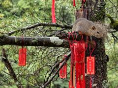 -苍山感通索道