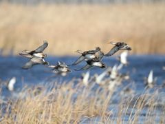 -野鸭湖国家湿地公园