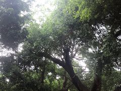 -胡里山炮台