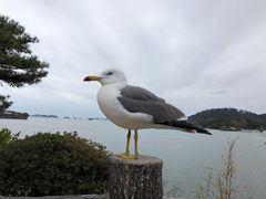-松岛