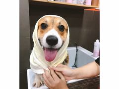 -宠宠熊宠物美容(星湖街店)