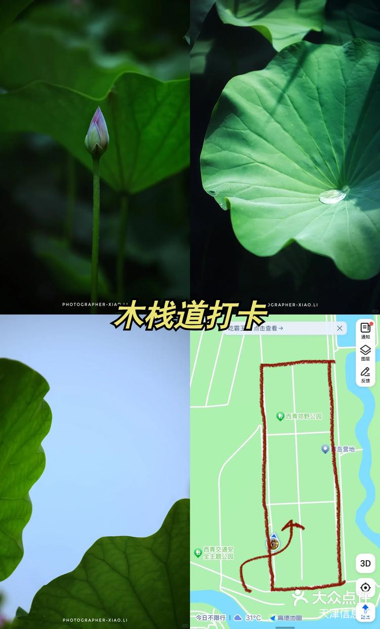 94盛夏荷花盛宴,西青郊野公园一日游攻略91 99