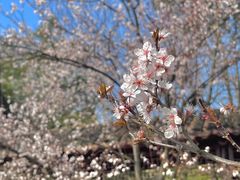 -八大山人梅湖景区