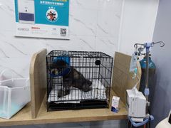 -伟伟宠物医院·CT影像中心·瑞派犬猫综合性门诊(汉口总院)