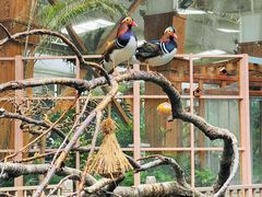 -南宫五洲植物乐园