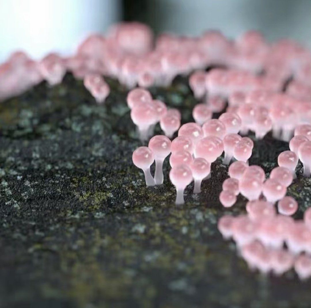 透明的菇好像小精灵