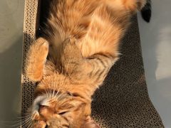 -瑞鹏宠物医院•异宠•宠保定点•流浪定点救助宠物医院(青祁店)