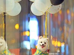 -超宠爱宠物摄影-Super pet