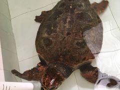 -广东惠东海龟国家级自然保护区