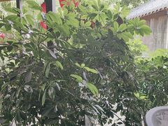 -醉月城西昌火盆烧烤(天府店)