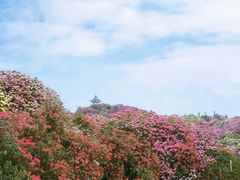 -贵州百里杜鹃风景名胜区