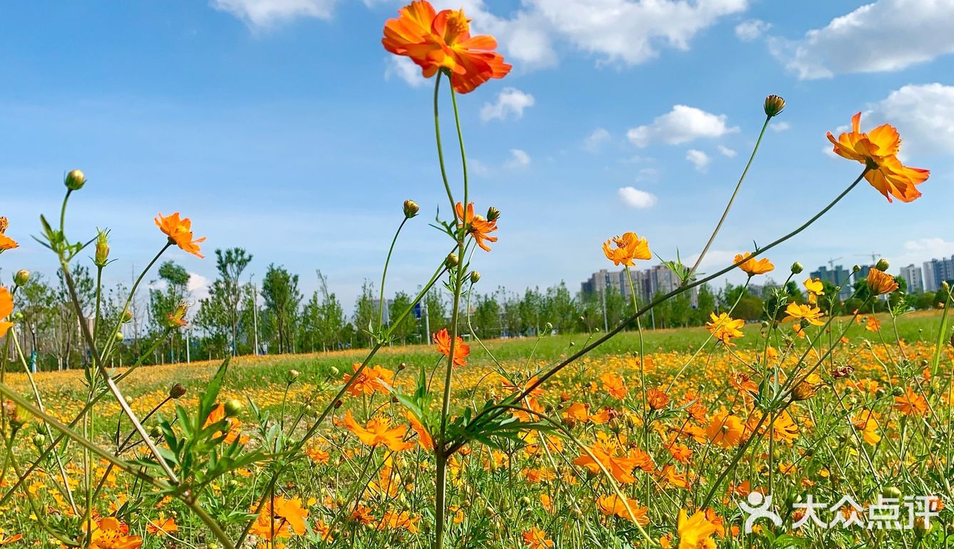 ☀️这个盛夏，遇见长沙的莫奈花园🌼