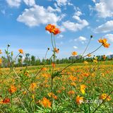 ☀️这个盛夏，遇见长沙的莫奈花园🌼