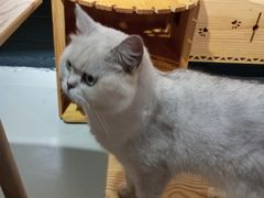 -豆逗聊愈猫阁Easy Life