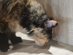 -藏猫猫咖啡主题馆(中央大道店)