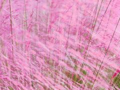 -艾溪湖湿地公园