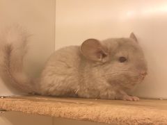 -龙猫仔乐园(惠福东路店)