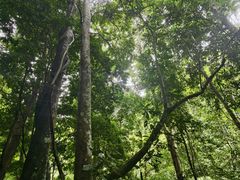 -西双版纳原始森林公园