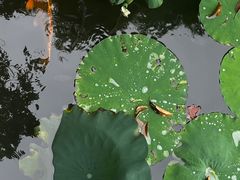 -厦门园林博览苑