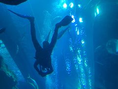 -迪拜水族馆及水下动物园