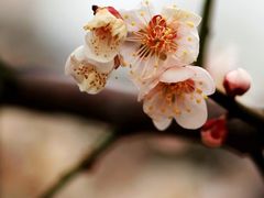 -白塘生态植物园