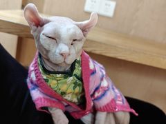 -MOCHA明星猫咖(田子坊店)