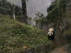 -都江堰中华大熊猫苑